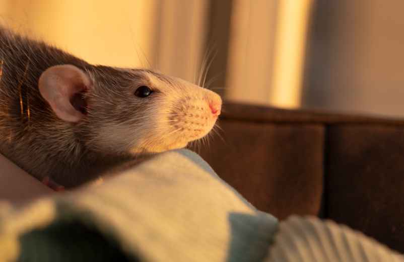 Comment identifier une infestation de rats ou de souris ? Jutier