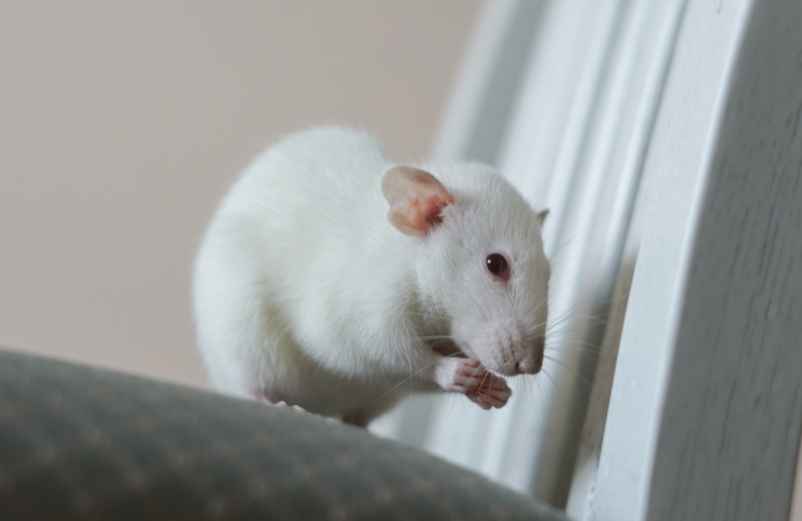 Comment prévenir une nouvelle infestation dans la maison ? Jutier