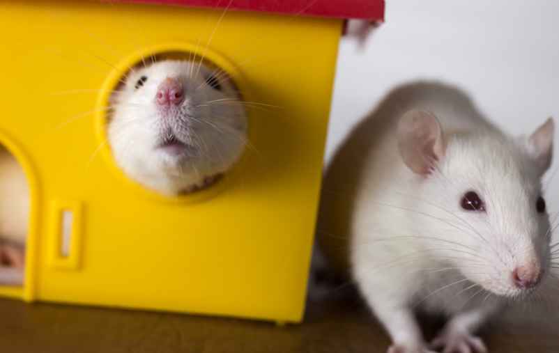 Comment se débarrasser des rats dans la maison sans produits chimiques ? Jutier