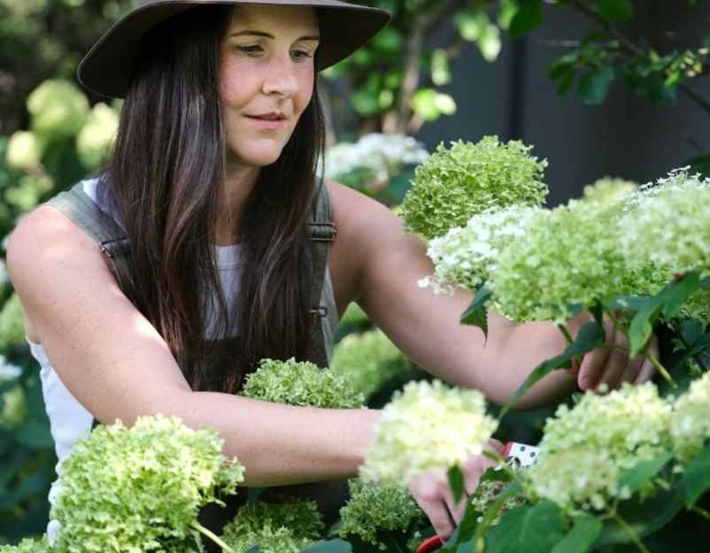 Comment entretenir l’hortensia grimpant après la taille pour maximiser les fleurs ? Jutier