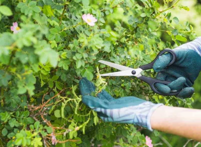Pourquoi la taille influence-t-elle directement la floraison des hortensias grimpants ? Jutier
